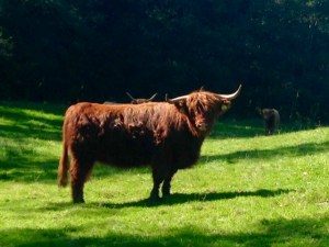 rinderzucht-kaiserhof